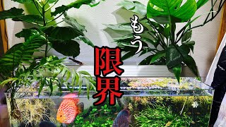 【アクアリウム】ディスカス混泳水槽の観葉植物育ちすぎ！憧れの天井からの吊り下げライトへDIY