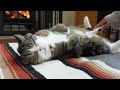 薪ストーブの前から動きたくないねこ。 maru is completely relaxed in front of the wood stove.