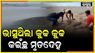 ପୁରୀରେ ୱେବ ସାମ୍ବାଦିକ ମାନଙ୍କ ଦ୍ୱାରା ଅଲିଭ ରିଡିଲେ କଇଁଛ ମୃତଦେହକୁ ପୋତାଯାଇଛି