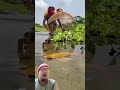 catch fish in shallow rivers#shorts#comedy#masukberanda#funny#trending#subscribe#fishing#fish#fyp