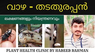 വാഴയിലെ തടതുരപ്പൻ ആക്രമണ ലക്ഷണങ്ങളും നിയന്ത്രണ മാർഗങ്ങളും | Pseudostem weevile attack and control.