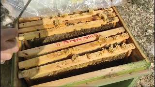 Ana Arı Üretimi 1. Aşama: Erkek Arı Üretmek. #beekeeping #beekeeper #honey #queenbee #nature