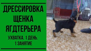 Дрессировка щенка ягдтерьера. Ухватка. 1 день. 1 занятие