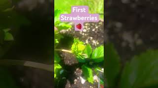 First Strawberries! 🍓 | Garden | #growsomething #garden #strawberry