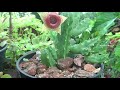 நந்தவனத்தில் ஸ்டெபிலியா பூ பூத்தது my stapelia gigantea