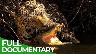 Jaguar VS Caiman: Wildlife Encounters | Free Documentary Nature