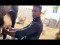 live cow 🐄 milking top milking speed by hand 🤚 milk cow_milking @dairyvloge8514