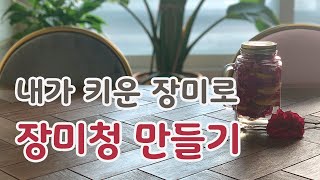 [치치의가드닝클래스] 정원 장미로 장미청 만들기_Making Rose Syrup