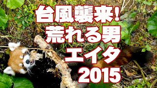 【レッサーパンダ】台風襲来！荒れる男エイタ2015　Red Panda EITA at Maruyama Zoo 2015