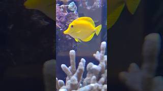 Yellow fishes(yellow tang)🐠✨️🐠