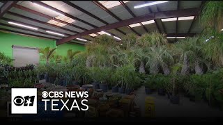 North Texas business sweats to save the palm trees amid latest arctic blast