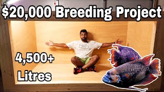 $20,000 Red Tail Giant Gourami Breeding Project !! - 4,500+ Litres Plywood Tank Build - Part 1