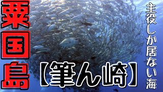 那覇から日帰りで行ける【粟国島】慶良間で居たら主役になれる魚しか居ない大物好きには堪らない海！それが【筆ん崎】