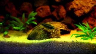 Couple Apistogramma Pulchra