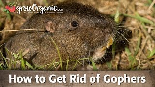 How to Get Rid of Gophers