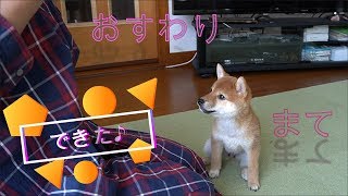 【柴犬くるみ】かわいい子犬Shiba Inu puppy おすわりと待ての練習　できたよ♪ Wait for awhile