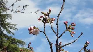 令和6年3月29日金曜　午後3時過ぎ膳所城跡公園の吉野桜開花