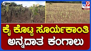 Sun Flower Crop Loss: ಕೈ ಕೊಟ್ಟ ಸೂರ್ಯಕಾಂತಿ ಅನ್ನದಾತ ಕಂಗಾಲು | #TV9B