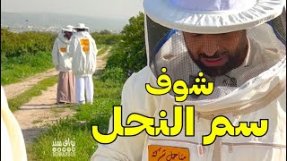 سم النحل من ريق النحل