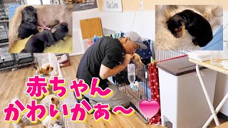 ブリーダー16年目。何度見ても赤ちゃんはかわいかね～♡【チャオカーネ】