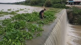 Cleaning up floating plants stuck on the drainage dam