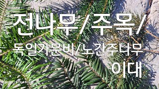 침엽수 4종 비교해 보기 - 전나무, 주목, 독일가문비, 노간주나무, 예전에 집 울타리로 많이 심었던 #이대