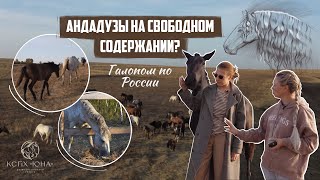 АНДАЛУЗ - ИСПАНСКАЯ ЛОШАДЬ живущая вне конюшни