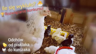 🐣 Wykluły się! 🐥 Odchów i żywienie pisklaków. 🐤 Rozwiązanie konkursu! 🏆