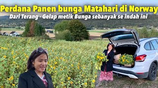 BARU KALI INI PANEN BUNGA MATAHARI SEBANYAK INI GRATIS DI LADANGNYA ORANG