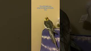 Screaming Little Cockatiel #bird #cockatiel #yumyumthetiel #parrot