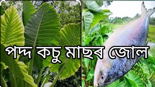 পদ্দ কচু ৰঙালাউ আলুৰ সৈতে মাছৰ জোল 😋🐟🍛ৰাতিপুৱাৰ পৰা কামবোৰ কৰোঁতেই দিনটো শেষ হৈ যায়