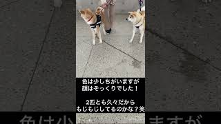 【約1年ぶりの兄弟と再会】　#秋田犬  #ふわふわろ  #大型犬のいる生活  #犬と子供  #保護犬  #akitainu  #犬の動画   #兄弟再会　#兄弟　#short #大型犬