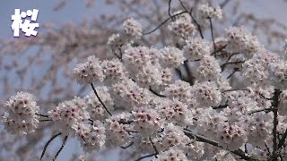 【4K 日本の桜　ピアノ曲癒し　IN京都 】枝垂れ桜・ソメイヨシノ・ヨシノサクラ・夜桜など、京都で観られた桜をリミックス曲を聴きながら癒される。#ソメイヨシノ#枝垂れ桜#夜桜ピアノ曲