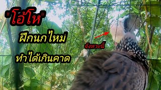 นกเขาใหญ่#ฝึกนกเขาใหญ่#เจ้าบัวขาว จัดไห้1แต้มออกฝึกคอนบ่าย