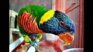 Menghipnotis Burung Nuri Pelangi