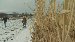 Wintry October Weather Puts Corn Harvest On Hold, But It's Likely A Temporary Setback