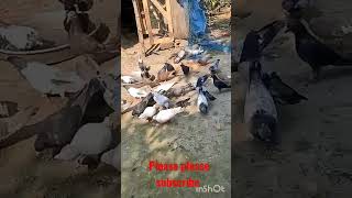 Beldanga Pigeons loft in Murshidabad #shorts #shortvideo #viral #pigeon