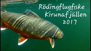 Flugfiske efter röding i Kirunafjällen 2017