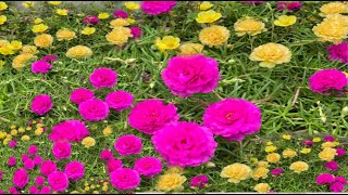 How to grow flower /របៀបដាំផ្កាអោយបានស្អាត