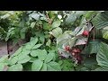 GARDEN THEFT? HOW TO STOP A THIEF!