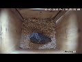 a western screech owl harassed by a gila woodpecker