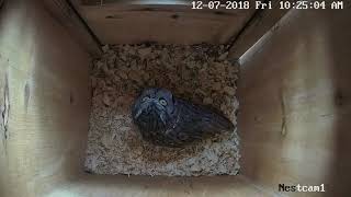 A Western Screech owl harassed by a Gila woodpecker