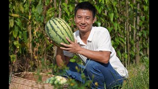 Huanong Brothers: My buddy did not contact me recently. His watermelons must be ripe now.