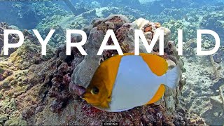 Stunning Pyramid Butterflyfish | MEGA Lab Cam | Hawaii live stream