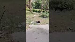 ആരുമില്ലേ ഇവിടെ🤣#animal funny shorts