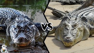 BLACK CAIMAN VS CROCODILE - Which is the Most Powerful?