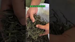 景邁山16號茶農家古樹頭春純料，稀有兰花香，柔甜潤滑，普洱散茶，喜歡的茶友可以加微信:xaa676 #喝茶 #普洱茶 #茶叶 #养生 #puertea