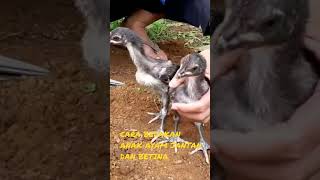 🔴CARA BEDAKAN ANAK AYAM JANTAN DAN BETINA #anakayampelung #anakayamlucu #anakayam