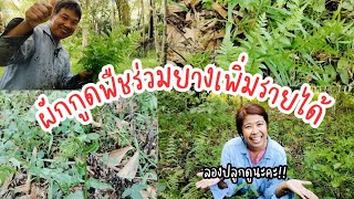 ผักกูดพืชร่วมยางเสริมรายได้สามารถเก็บผลผลิตได้ตลอดทั้งปี