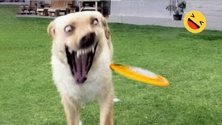 Funniest Dogs And Cats s 😅 - Best Funny Animals s 2023😇 #6